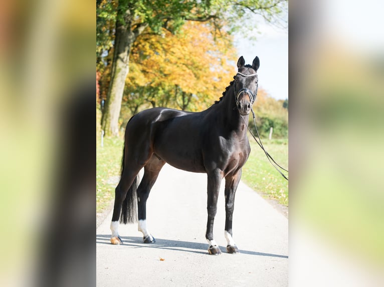 Koń westfalski Wałach 6 lat 174 cm Ciemnogniada in Paderborn