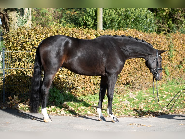 Koń westfalski Wałach 6 lat 174 cm Ciemnogniada in Paderborn