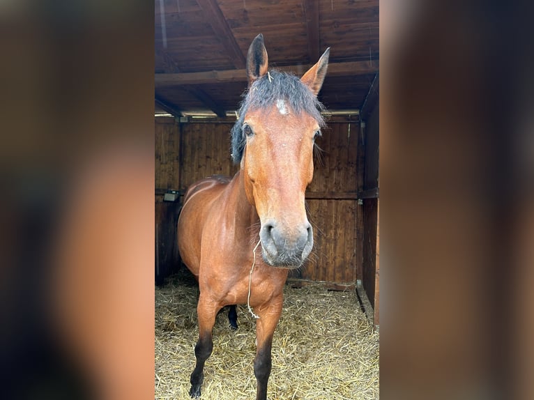 Koń westfalski Wałach 6 lat 174 cm Gniada in Wuppertal