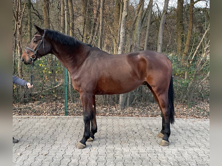 Koń westfalski Wałach 6 lat 174 cm Gniada in Verl