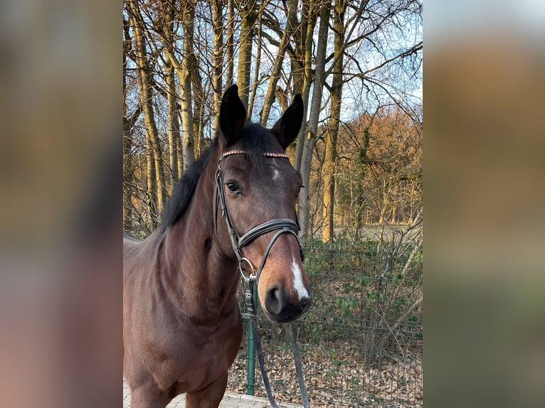 Koń westfalski Wałach 6 lat 174 cm Gniada in Verl