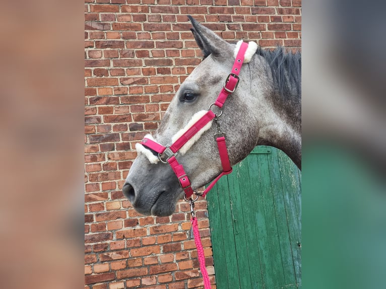 Koń westfalski Wałach 6 lat 174 cm Siwa jabłkowita in Minden