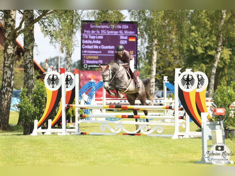 Koń westfalski Wałach 6 lat 174 cm Siwa jabłkowita in Minden