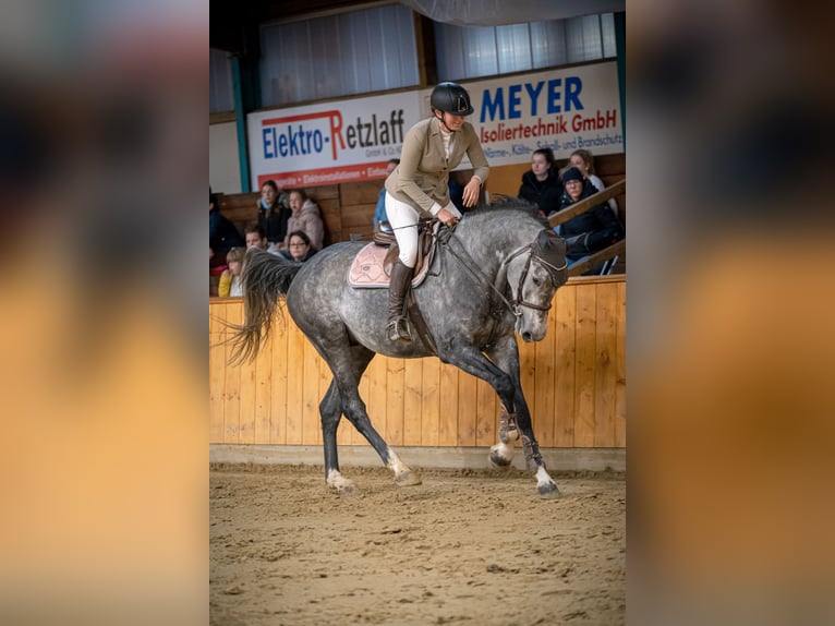 Koń westfalski Wałach 6 lat 174 cm Siwa jabłkowita in Minden