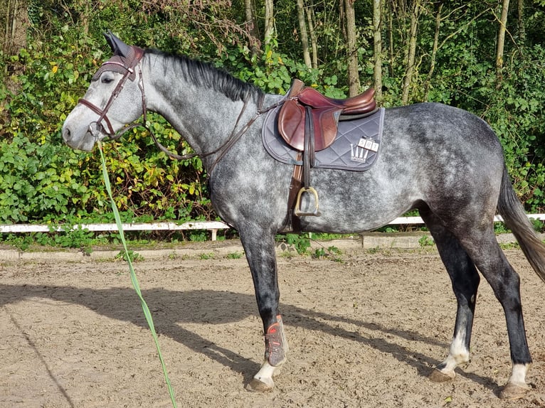 Koń westfalski Wałach 6 lat 174 cm Siwa jabłkowita in Minden