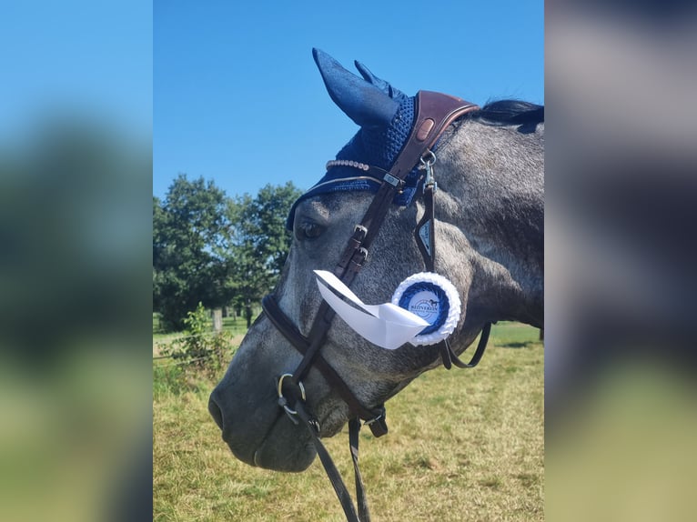 Koń westfalski Wałach 6 lat 174 cm Siwa jabłkowita in Minden