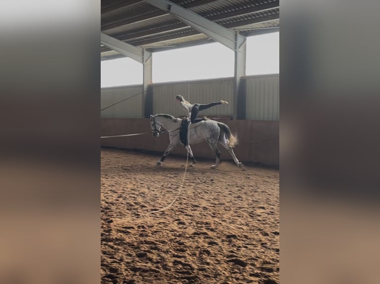 Koń westfalski Wałach 6 lat 174 cm Siwa in Kirchheimbolanden