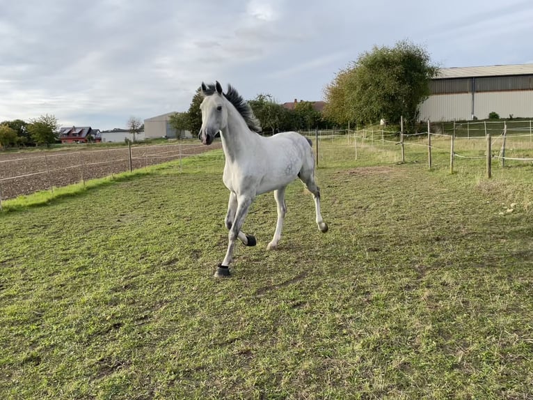 Koń westfalski Wałach 6 lat 174 cm Siwa in Kirchheimbolanden