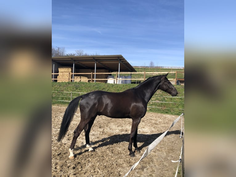 Koń westfalski Wałach 6 lat 175 cm Kara in Kürten