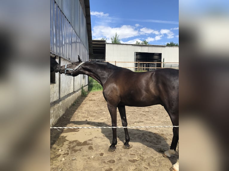 Koń westfalski Wałach 6 lat 175 cm Kara in Kürten