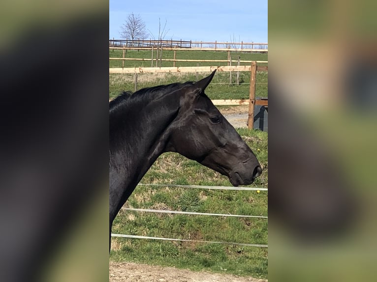 Koń westfalski Wałach 6 lat 175 cm Kara in Kürten