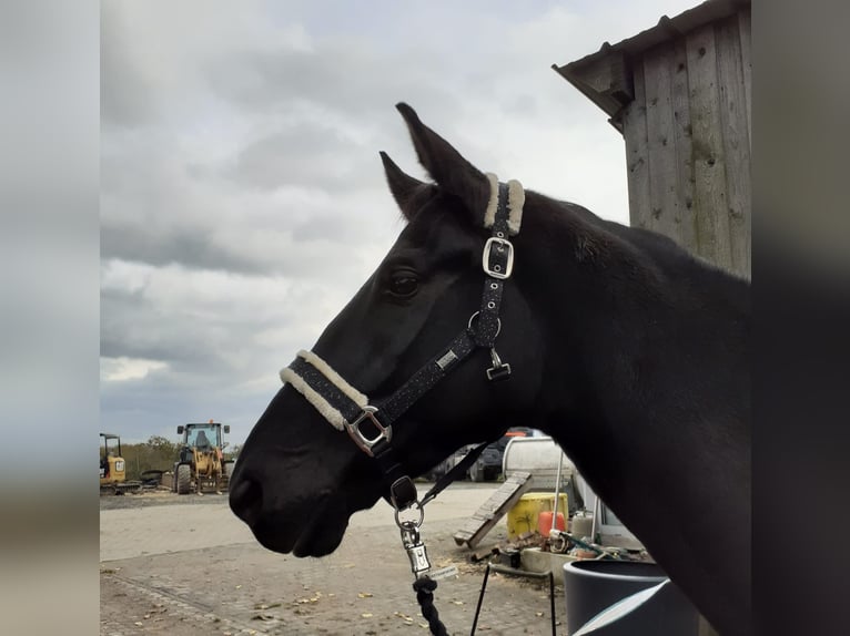 Koń westfalski Wałach 6 lat 175 cm Kara in Kürten