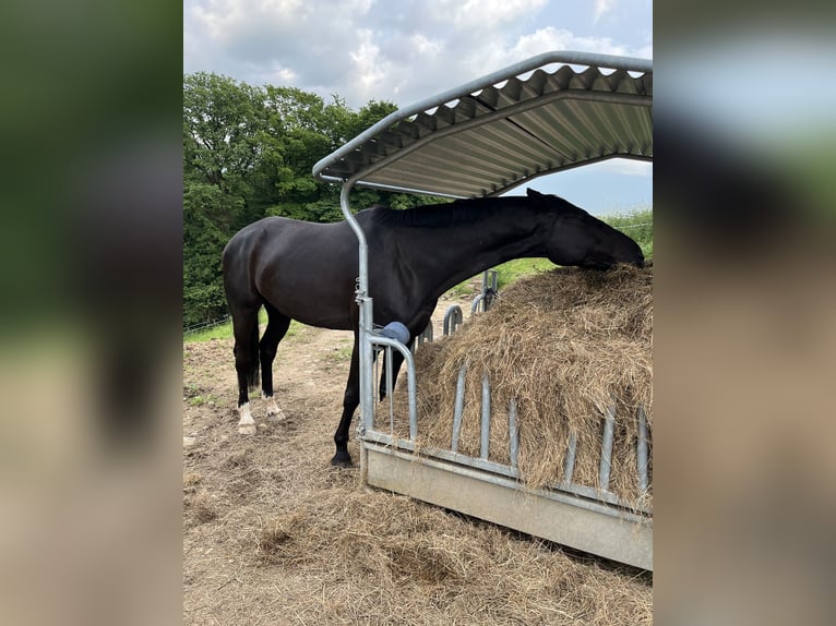 Koń westfalski Wałach 6 lat 175 cm Kara in Kürten