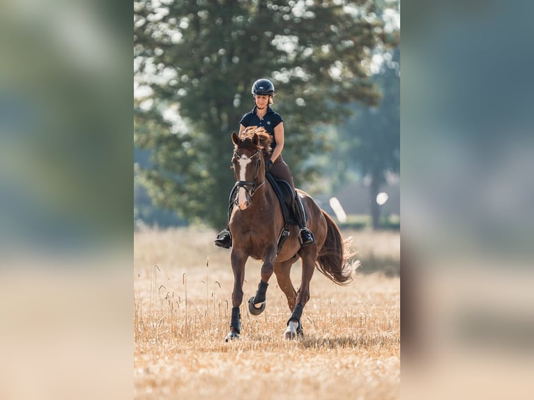 Koń westfalski Wałach 6 lat 175 cm Kasztanowata in Versmold