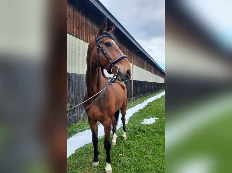 Koń westfalski Wałach 6 lat 180 cm Gniada in Villach