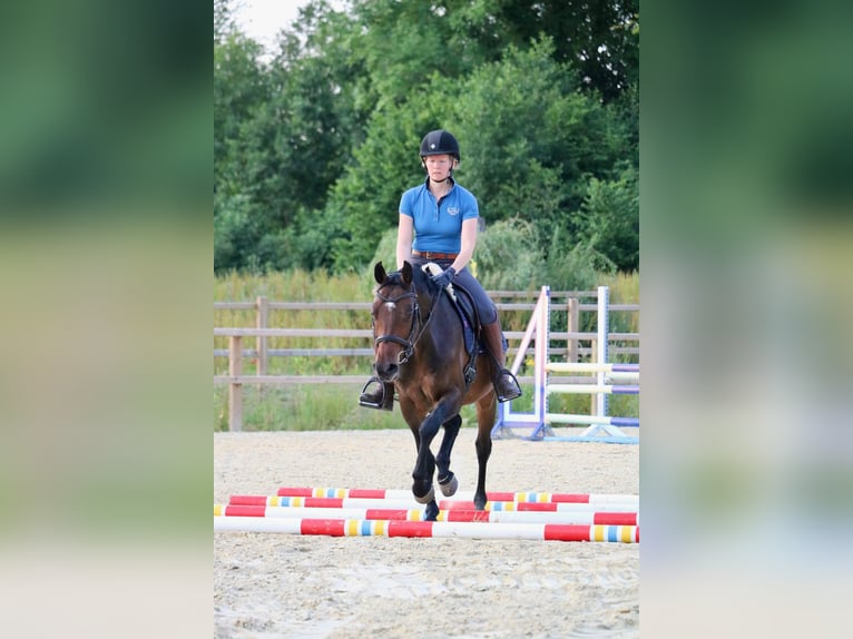 Koń westfalski Wałach 7 lat 150 cm Ciemnogniada in Glandorf