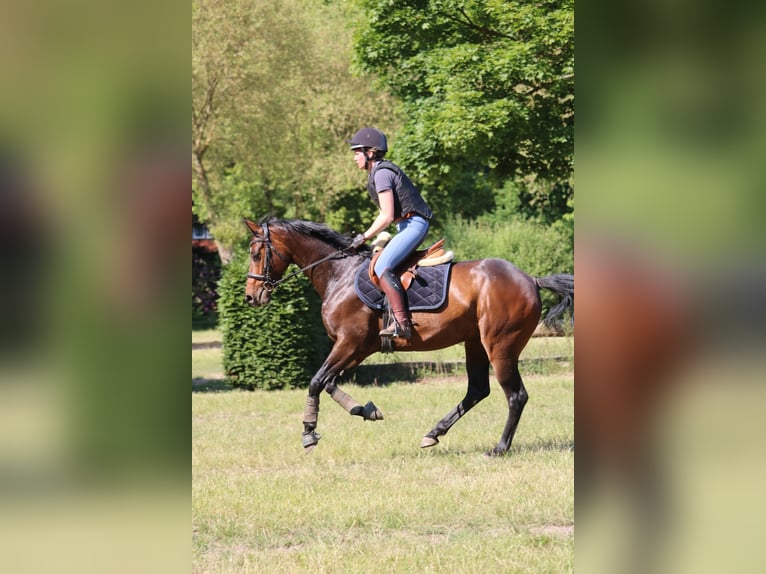 Koń westfalski Wałach 7 lat 150 cm Ciemnogniada in Glandorf