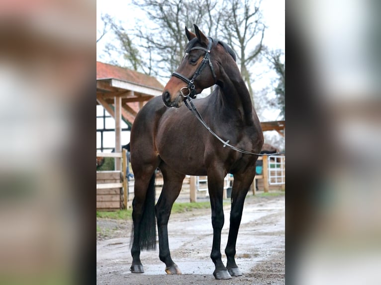 Koń westfalski Wałach 7 lat 150 cm Ciemnogniada in Glandorf