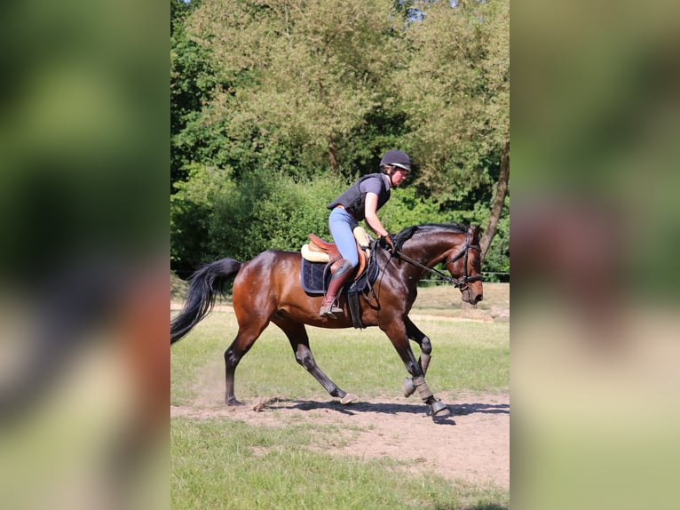 Koń westfalski Wałach 7 lat 150 cm Ciemnogniada in Glandorf