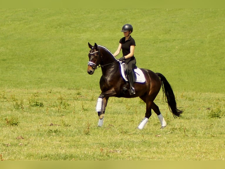 Koń westfalski Wałach 7 lat 161 cm Ciemnogniada in Iserlohn