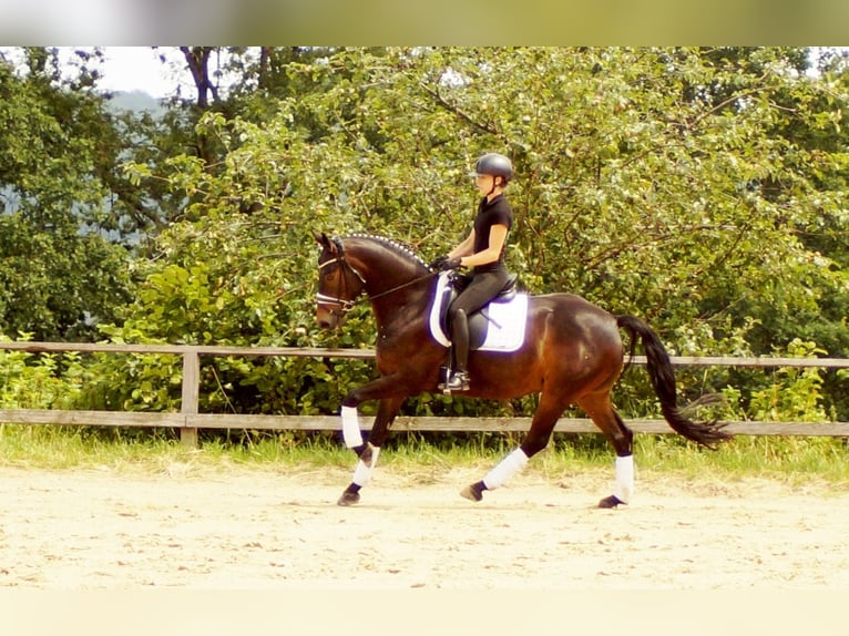 Koń westfalski Wałach 7 lat 161 cm Ciemnogniada in Iserlohn