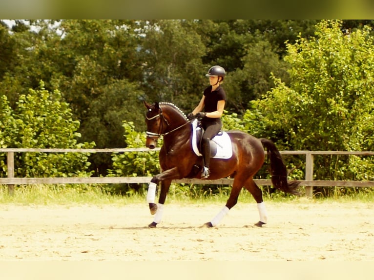 Koń westfalski Wałach 7 lat 161 cm Ciemnogniada in Iserlohn