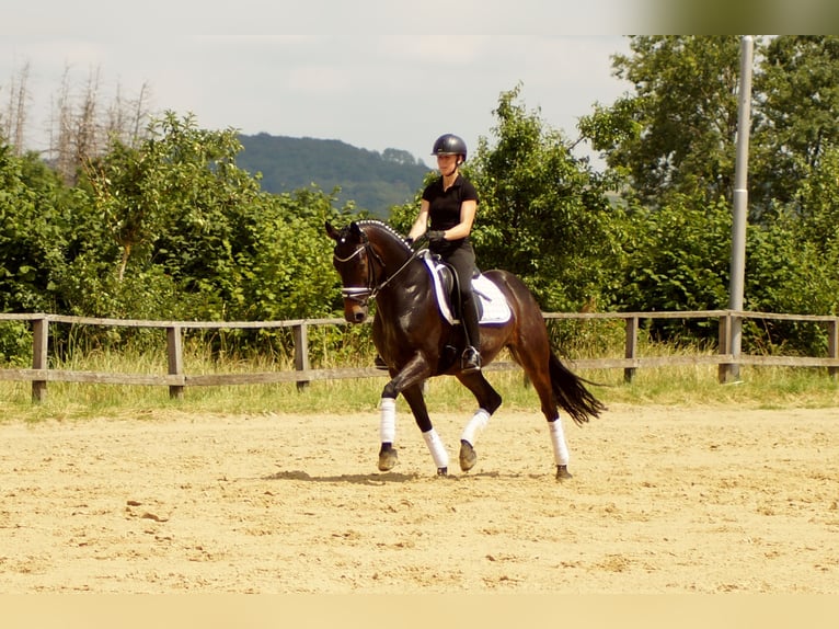 Koń westfalski Wałach 7 lat 161 cm Ciemnogniada in Iserlohn