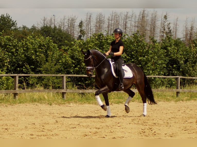 Koń westfalski Wałach 7 lat 161 cm Ciemnogniada in Iserlohn