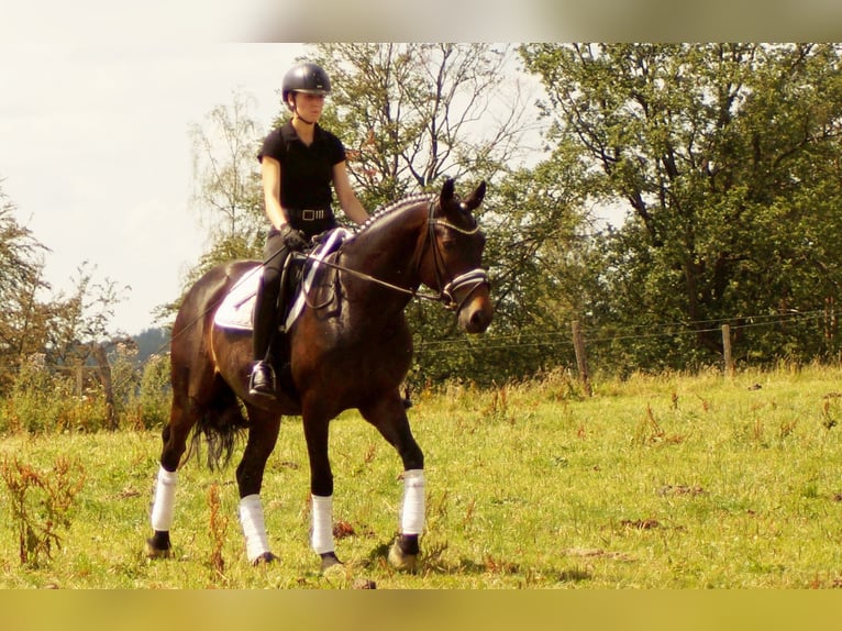 Koń westfalski Wałach 7 lat 161 cm Ciemnogniada in Iserlohn