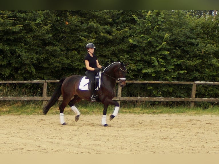 Koń westfalski Wałach 7 lat 161 cm Ciemnogniada in Iserlohn