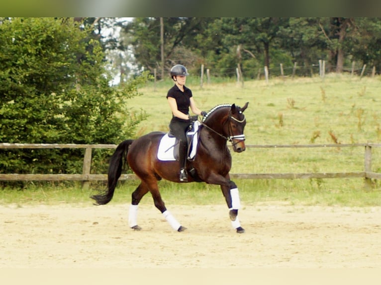 Koń westfalski Wałach 7 lat 161 cm Ciemnogniada in Iserlohn