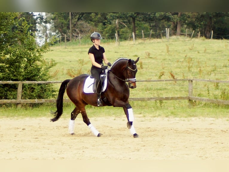 Koń westfalski Wałach 7 lat 161 cm Ciemnogniada in Iserlohn