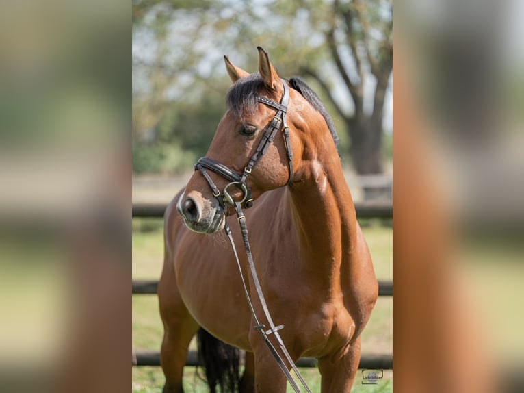 Koń westfalski Wałach 7 lat 162 cm Gniada in Büttelborn