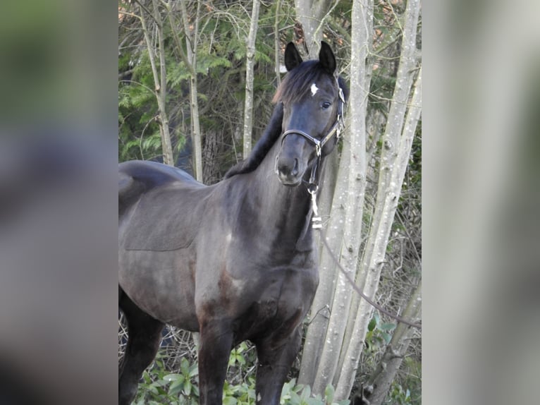 Koń westfalski Wałach 7 lat 162 cm Kara in Verl