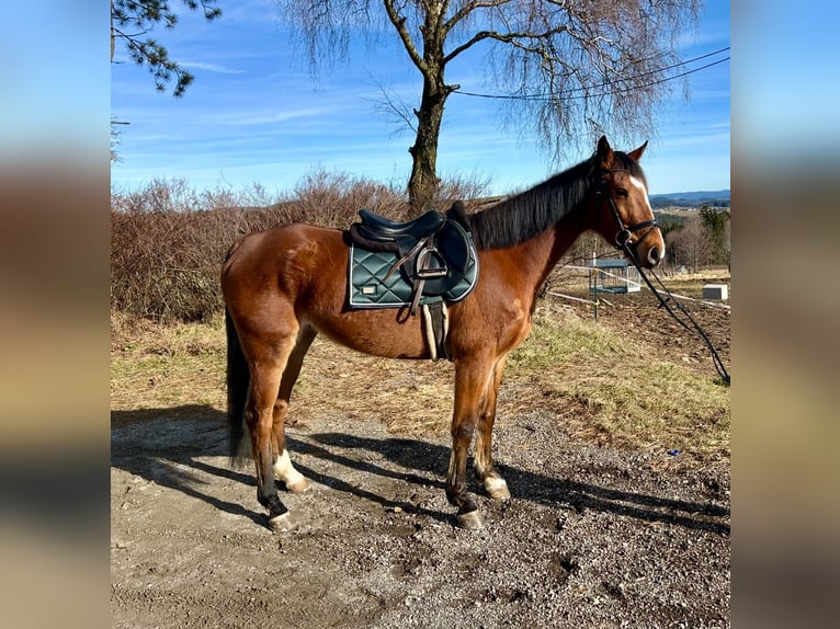 Koń westfalski Wałach 7 lat 163 cm Gniada in Pelmberg