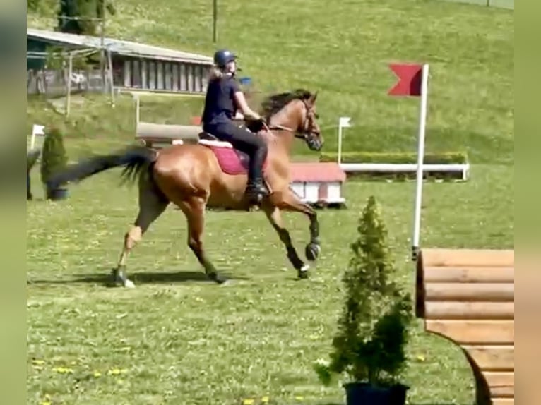 Koń westfalski Wałach 7 lat 163 cm Gniada in Pelmberg