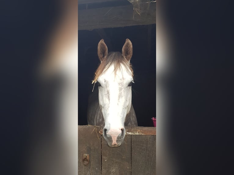 Koń westfalski Wałach 7 lat 163 cm Siwa in Ahlen