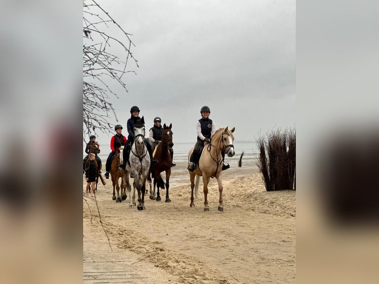 Koń westfalski Wałach 7 lat 163 cm Siwa in Ahlen