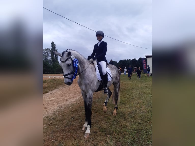 Koń westfalski Wałach 7 lat 165 cm Siwa jabłkowita in Lengenfeld