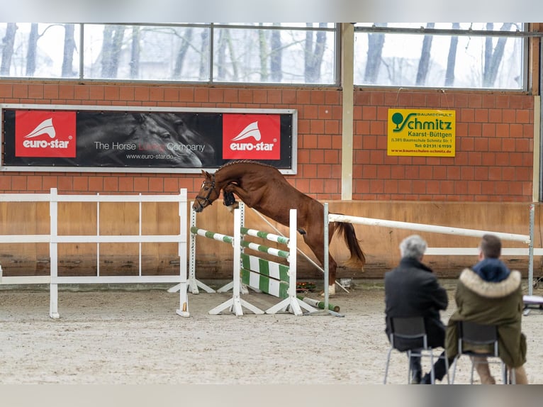 Koń westfalski Wałach 7 lat 168 cm Kasztanowata in Viersen