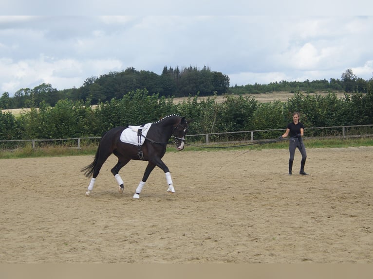 Koń westfalski Wałach 7 lat 169 cm Ciemnogniada in Iserlohn