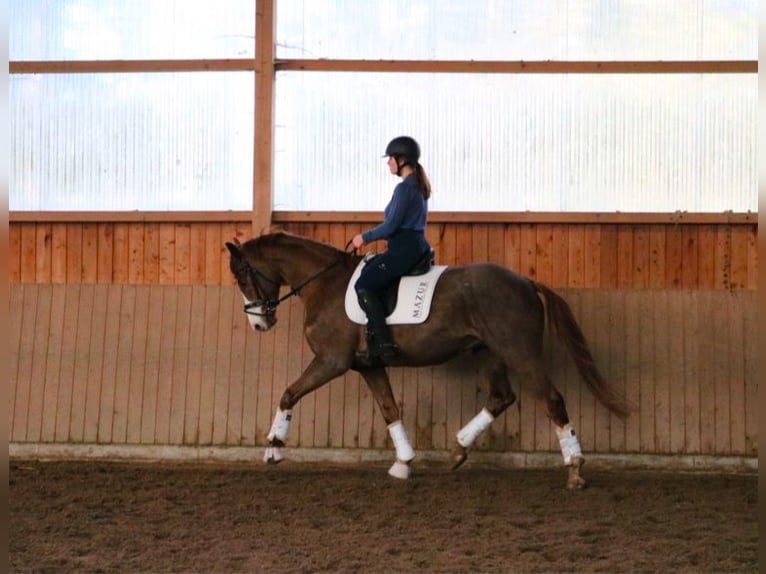 Koń westfalski Wałach 7 lat 170 cm Ciemnokasztanowata in Fürstenau