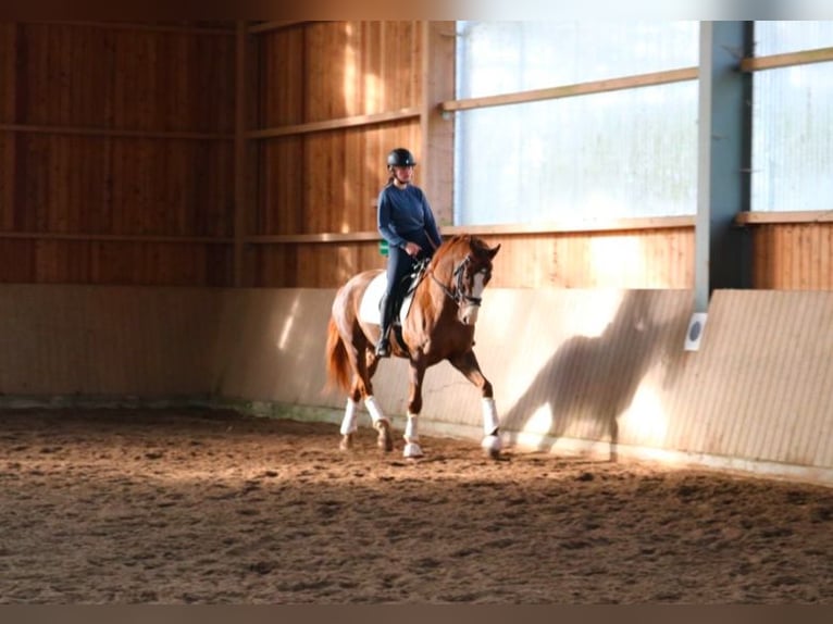 Koń westfalski Wałach 7 lat 170 cm Ciemnokasztanowata in Fürstenau