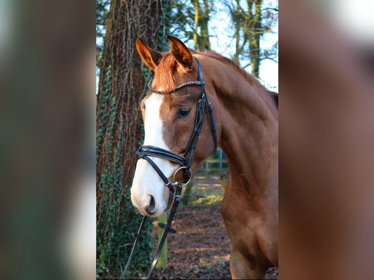 Koń westfalski Wałach 7 lat 170 cm Ciemnokasztanowata in Fürstenau