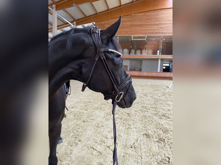 Koń westfalski Wałach 7 lat 170 cm Kara in Münster