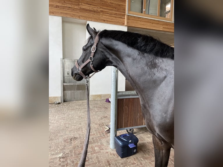 Koń westfalski Wałach 7 lat 170 cm Kara in Münster