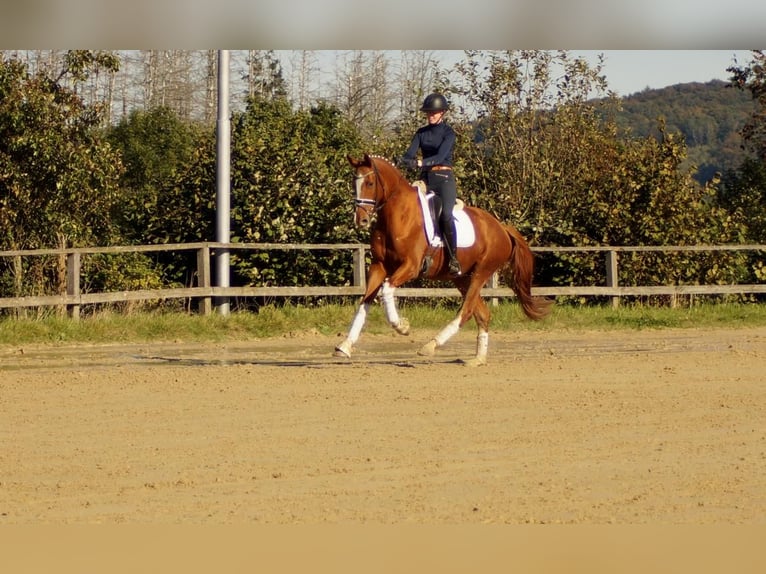 Koń westfalski Wałach 7 lat 170 cm Kasztanowata in Iserlohn