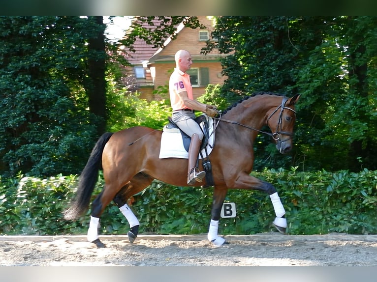 Koń westfalski Wałach 7 lat 171 cm Ciemnogniada in Hemslingen