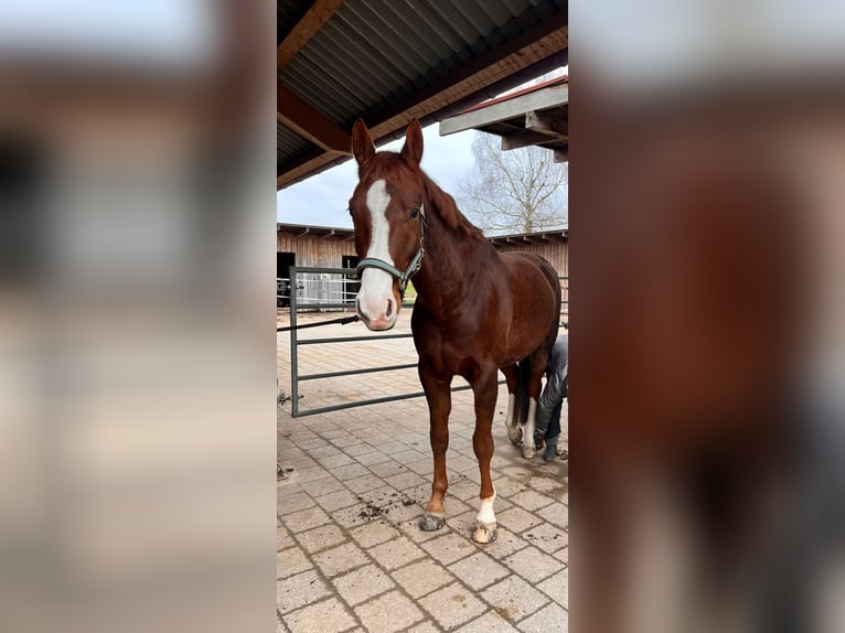 Koń westfalski Wałach 7 lat 172 cm Ciemnokasztanowata in Witterswil