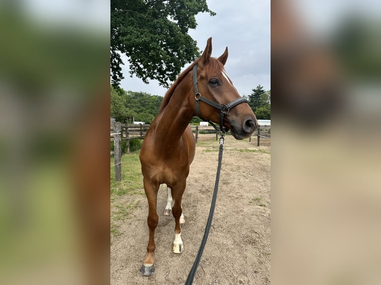 Koń westfalski Wałach 7 lat 172 cm Kasztanowata in Korschenbroich